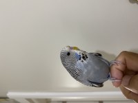 YAVRU İRİ ŞOV JUMBO MUHABBET KUŞU