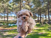 Orjinal Maltipoo yavrularımız