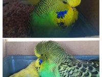 Bebek şov jumbo muhabbet kuşlar