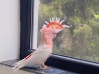 TÜRKİYEDE TEK ÖZEL SERİ İNKA KAKADU