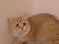 BRİTİSH SHORTHAİR KEDİSİ