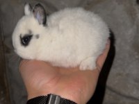 Safkan cüce tavşanlar (Netherland dwarf)