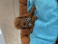 ANNE ALTINDAN TUVALET TERBİYELİ EN MİNİ BOY POODLE BEBEKLER