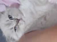 British shorthair lynx point