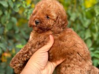 Cep boy toy poodle yavrularım
