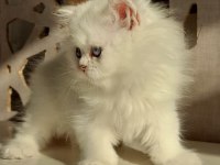 Show british longhair yeni yuvasını bekliyor