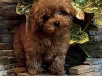 Toy Poodle Köpeği