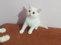 Gitmeye hazır dişi british shorthair kedim