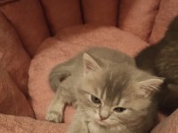 1 ay 20 günlük SILVER BLACK TABBY british longhair