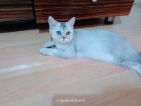 2 aydan küçük british shorthair yavrular