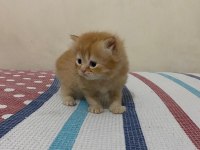 Beyaz Gold Chinchilla Yavrularımız
