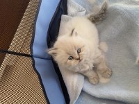 Bir aylık 3 güzel british longhair yavrumuz