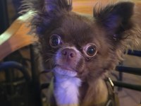 Çikolata Longhair Chihuahua