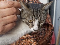 KEDİMİZ SHAKY TATLI OĞLUMUZ YUVA ARIYOR