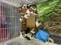 Rengarenk Çok Tatlı Ginepigler Adana Kobay