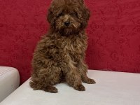 Tüm aşıları tam 3 aylık dişi toy poodle