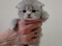 Scottish fold dişi yavrularım