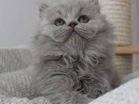 Gri Tüy Yumağı British Longhair