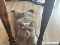 British shorthair cins kedilerimiz