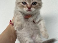 Safkan ve şecereli ırk scottish fold yavru