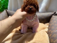 Sevgi Tadında Kore Toy Poodle Bebekler