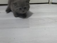 Yeni yuvaları için hazır kediler