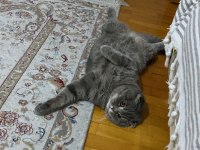 Yakışıklı scottish fold oğluma aynı ırktan eş arıyorum