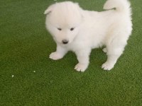 SAMOYED YAVRULARI ORİJİNAL SAFKAN