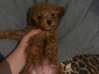 50 günlük poodle bebeklerim
