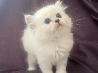 Maviş kar beyaz yavrular british Longhair point