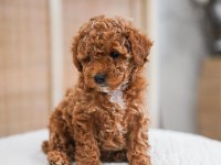 Kıvır Kıvır Toy Poodle