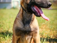 Belçika Malinois efsane yavrular