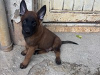 A kalite yavru hızlı olan kazanır
