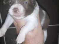 Standart özel renk kızıl her renk border collie bebekler
