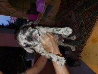 2 aylık fransız bulldog yavruları 7 tane 3 dişi 4 erkek