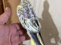 44 GÜNLÜK HARİKA SULTAN PAPAĞANI BEBEK
