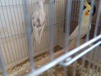 Sağlıklı çift sultan papağanı
