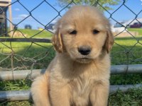 Golden Retriever Adrese Teslim Hizmetimiz Vardır