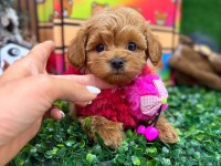 F2 Kalite Maltipoo Bebekler
