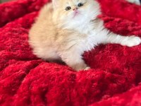 A++ RENK RENK BEBEK KEDİLER