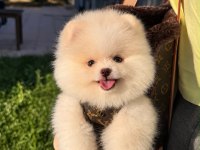 Orjinal Pomeranian Yavrumuz Moi