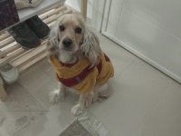 English cocker oğlumuza dişi arıyoruz ÇİFTLEŞTİRME