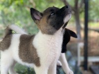 Dev Amerikan Akita