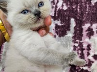 2 aylık tam eğitimli oyuncu şirin british longhair