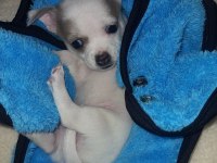 Mini chihuahua