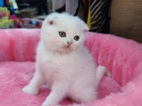 Scottish fold yavru kediler