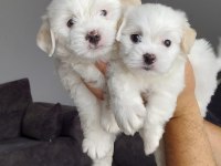 Kar topu maltese terrier yavrularımız