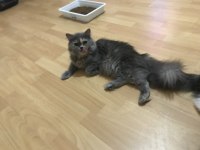 Ücretsiz sahiplendirme british longhair