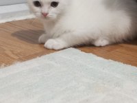 Minik british yaramazlar
