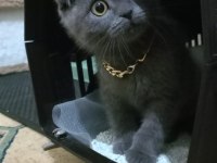Satılık 5 aylık scottish fold